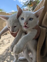 The photo features two young Khao Manee cats, an ancient and rare breed originating from Thailand,...