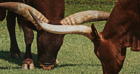 Two Grazing Cows with Impressive Horns in Open Field