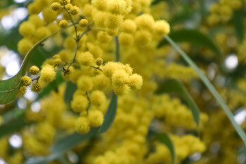 Small yellow flower on branch