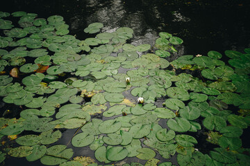 White water lilies blooming among round green lily pads on surface of calm pond. The peaceful...