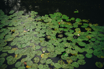 White water lilies blooming among round green lily pads on surface of calm pond. The peaceful...