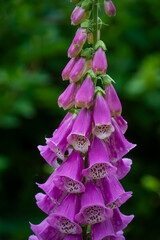 Vibrant purple foxglove flowers also known as digitalis purpurea of the plantaginaceae family in full bloom