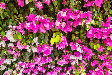 Fototapeta premium Winter Bougainvillea in Oman