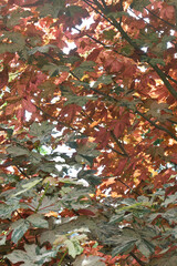 Mixed red and green foliage - autumn background