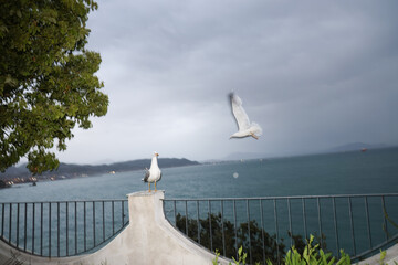 Flash shot of a seagull in flight, with a glimpse of the Amalfi coast in the background on a rainy...