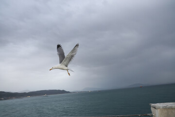 Flash shot of a seagull in flight, with a glimpse of the Amalfi coast in the background on a rainy day