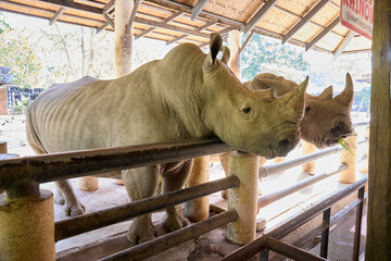 Two albino rhinoceroses at the zoo