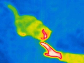 A playing cat.Image from thermal imager device.
