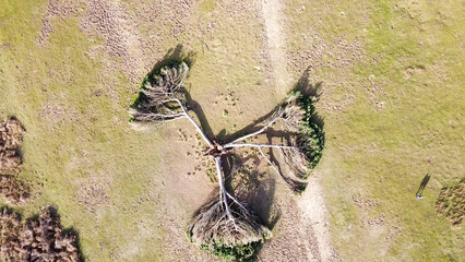 Fallen pine tree seen from above, surrounded by nature and scattered branches