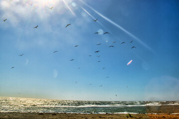A traveler walks along the sandy shore of the Sea of Japan and a lot of seagulls take off in front of him, birdy spots. The birds gathered in a feeding place, the fish approached the shore