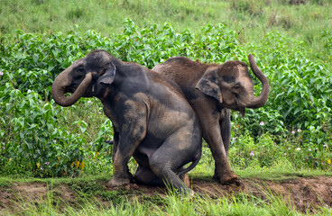 Obraz premium Two Asian elephants interact playfully in a lush green habitat, their bodies covered in mud after a refreshing wallow in the wild