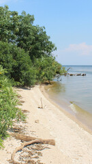 Naklejka premium On the shore of a pond, phone wallpaper