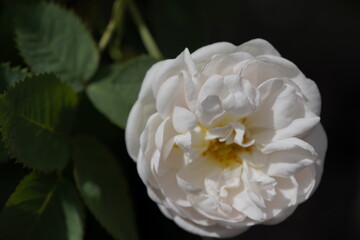 quantum  basic instinct Cambridge white valentine rose
