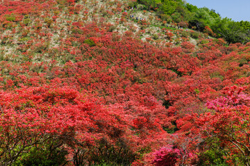 日本の奈良にあるつつじで有名な山_葛城山_横位置