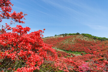 日本の奈良にあるつつじで有名な山_葛城山_横位置