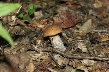 mushroom in the forest