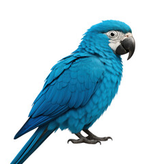 Obraz premium Blue macaw parrot isolated PNG with Transparent Background