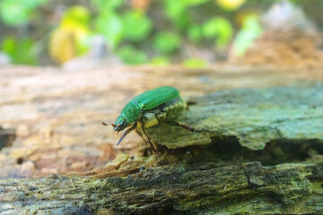 Siberian beetle (Mimela (Rhombonyx) holosericea, Mimela holosericea japonica) in forests of Mongolian oak on Sakhalin Island. Russian Far East. On man finger