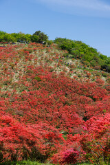 日本の奈良にあるつつじで有名な山_葛城山_縦位置