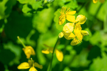 Greater celandine (Chelidonium majus) at beginning of flowering period, village meadow, may. Weed, introduced species from America. Valley of Don River with middle course. Rostov region. Russia