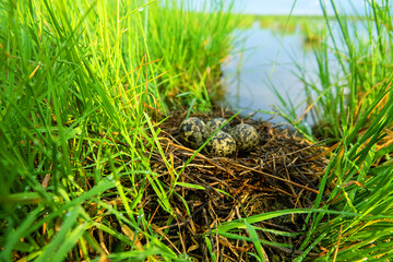 A black-winged stilt (Himantopus himantopus) nest in the coastal thickets of a brackish lake in coastal vegetation Aeluropus littoralis. Northern Black Sea region