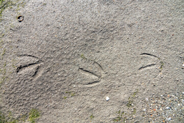 Animal tracker guide. Duck tracks in the wet sand, sheldrake