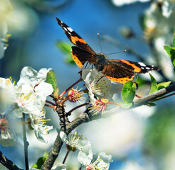 red admiral (Pyrameis atalanta). Nectar-collecting insect on a branch of a flowering mirabalan....
