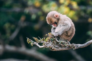 Cute baby monkey 