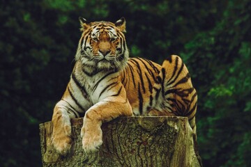 Close-Up of Bengal Tiger in Natural Habitat
