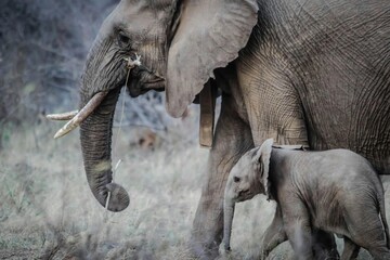 mother and baby elephant