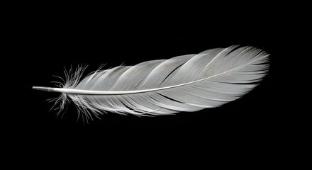 Obraz premium 白い羽根 優雅に漂う 黒い背景 静謐な光. AI Generated