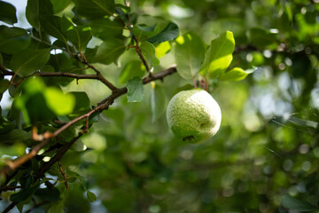 Quince fruit growing on tree branch with green leaves