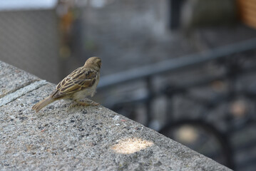 sparrow perch on a stone surface