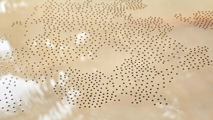 Frog spawn clusters float in the muddy water of a forest reservoir over an earth-toned landscape....