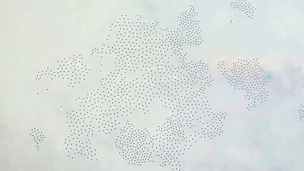 A stunning aerial view captures a vast flock of Frog eggs in a wetland pool creating an intricate,...