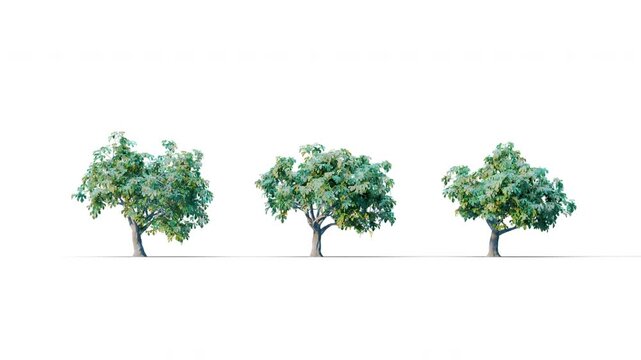 Summer trees swaying in the strong wind. Isolated 3D realistic tree swaying to the wind with alpha matte layer for transparency in the background.