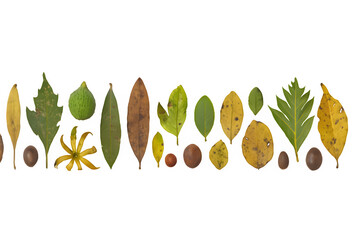 Collection of Fallen Tropical Leaves and Wild Fruits Photographed Individually for PNG Cutouts_1