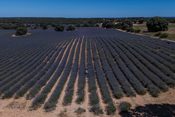 Aerial view of lavender fields in Brihuega, Guadalajara province, Castilla-La Mancha, Spain