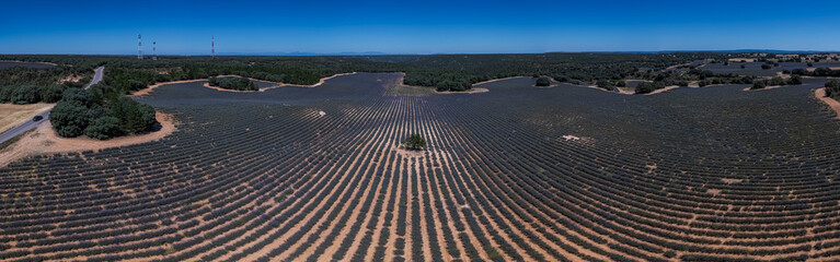 Aerial view of lavender fields in Brihuega, Guadalajara province, Castilla-La Mancha, Spain