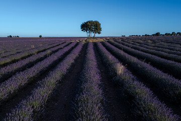 Aerial view of lavender fields in Brihuega, Guadalajara province, Castilla-La Mancha, Spain