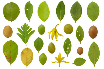 Collection of Fallen Tropical Leaves and Wild Fruits Photographed Individually for PNG Cutouts_2