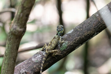 A lizard in the jungle of Vietnam