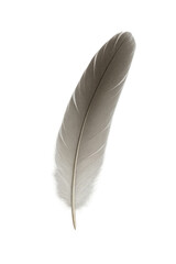 Realistic white and grey feather floating on transparent background