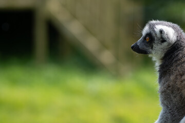 ring tailed lemur