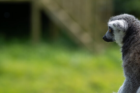 white tailed lemur