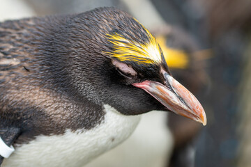 Naklejka premium close up portrait of a penguin