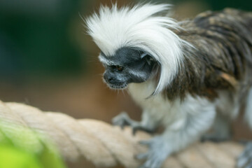 Monkey with white hair