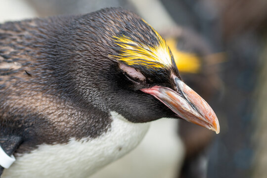 close up portrait of a penguin