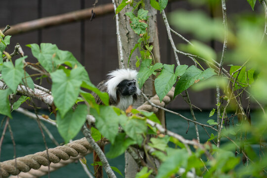 black and white monkey