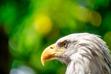 Birds in captivity in Vancouver Island